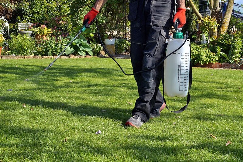 Cómo eliminar las malas hierbas del jardín y el huerto