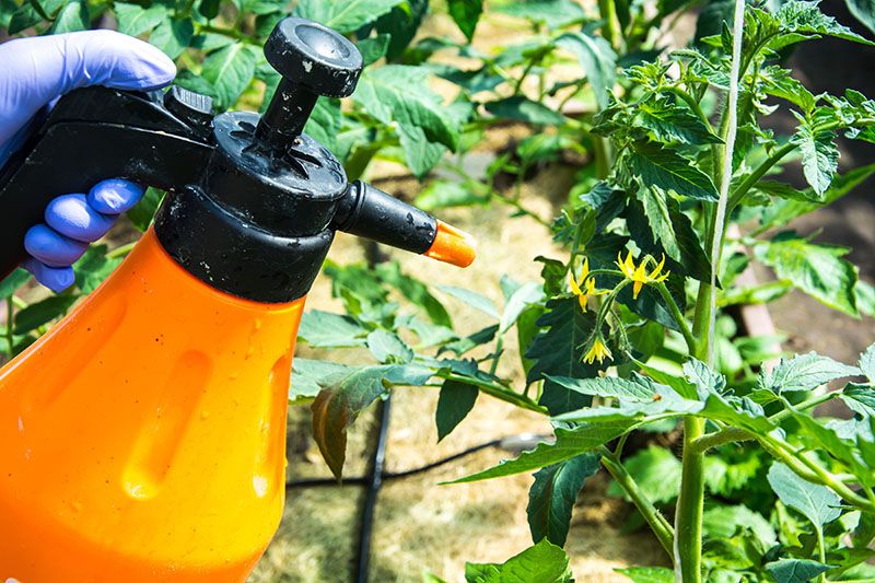 Cómo eliminar las malas hierbas del jardín y el huerto