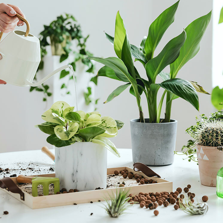 Plantas de interior sin flor, pero con hojas espectaculares, para alegrar  tu casa - Foto 1