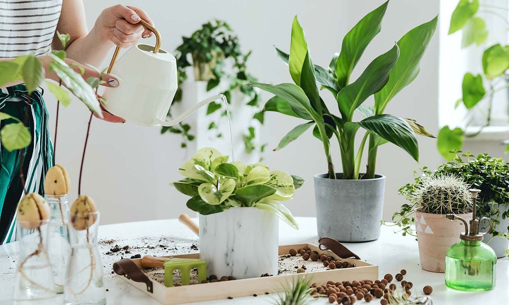 10 plantas de interior sin flores, pero que son perfectas para decorar tu casa