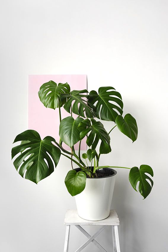 Estos son los cuidados que necesita Monstera deliciosa Foto