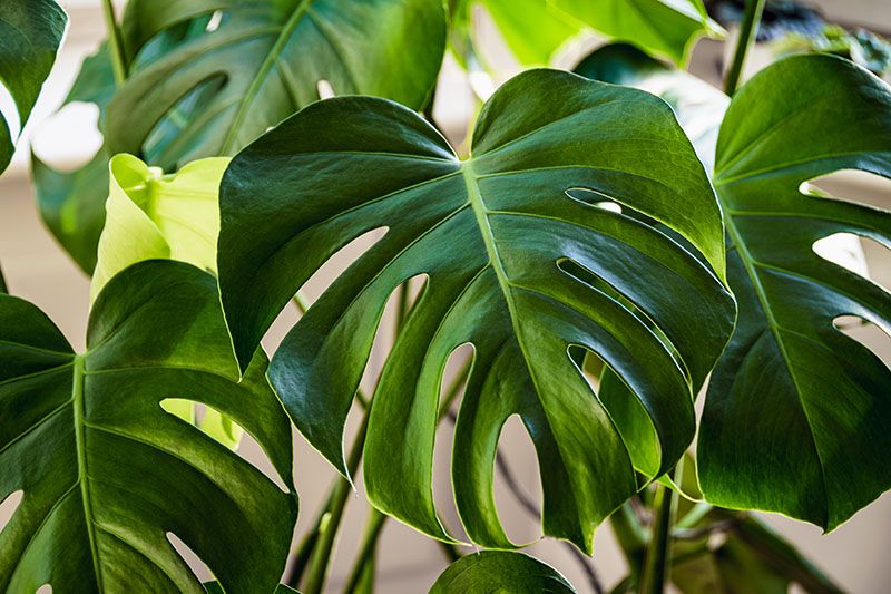 Monstera deliciosa o Costilla de Adán, una planta tropical para decorar tu casa
