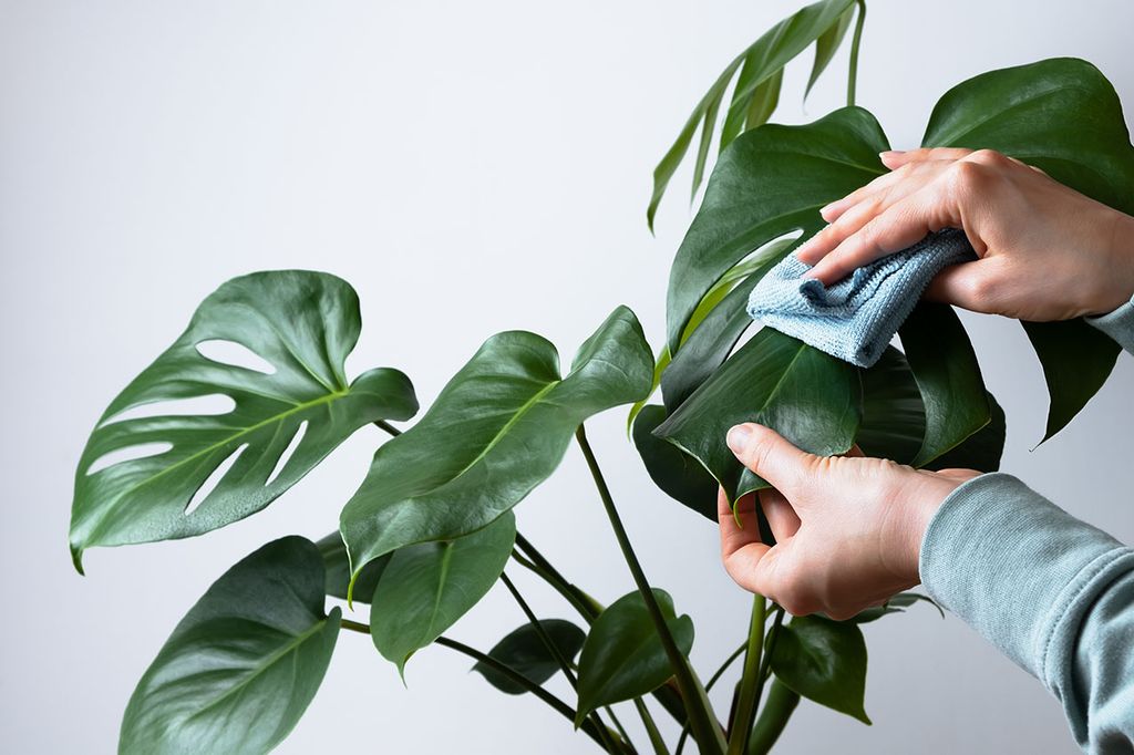 Monstera deliciosa o Costilla de Adán, una planta tropical para decorar tu casa
