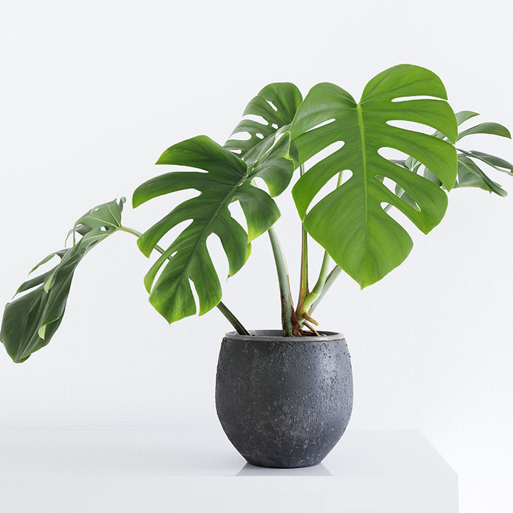 Monstera deliciosa o Costilla de Adán, una planta tropical para decorar tu casa