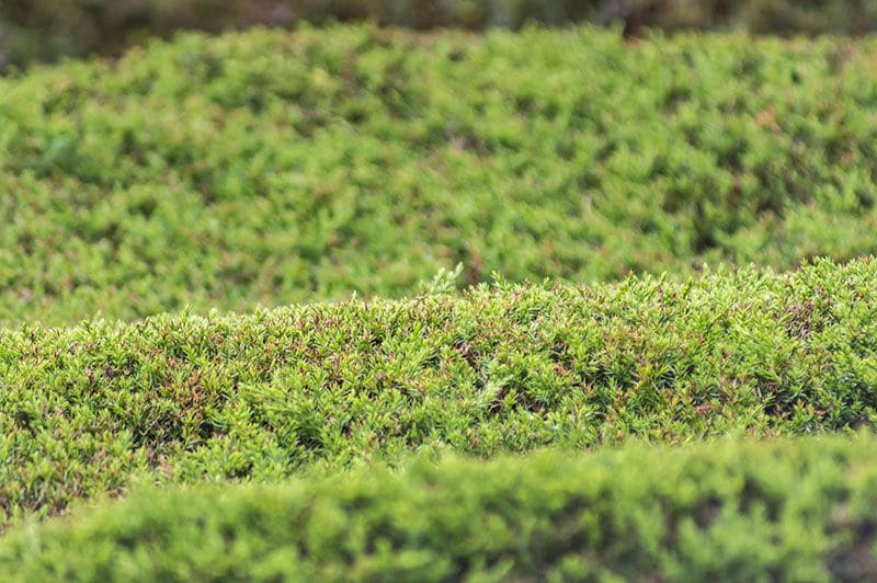 Plantas que sustituyen al césped para un jardín más sostenible y fácil