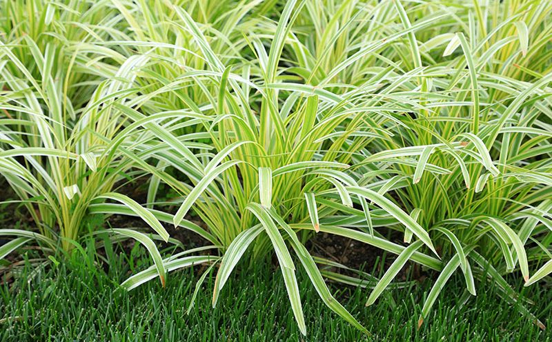 Plantas que sustituyen al césped para un jardín más sostenible y fácil