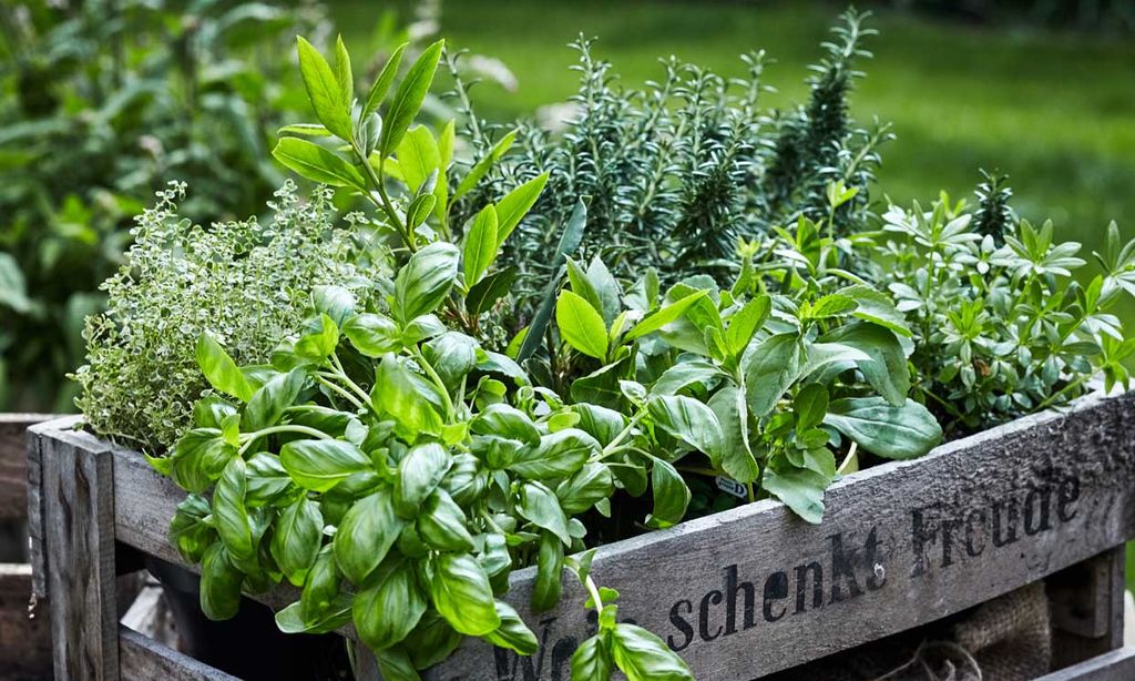 Cultiva estas plantas medicinales en casa y aprovéchate de sus beneficios