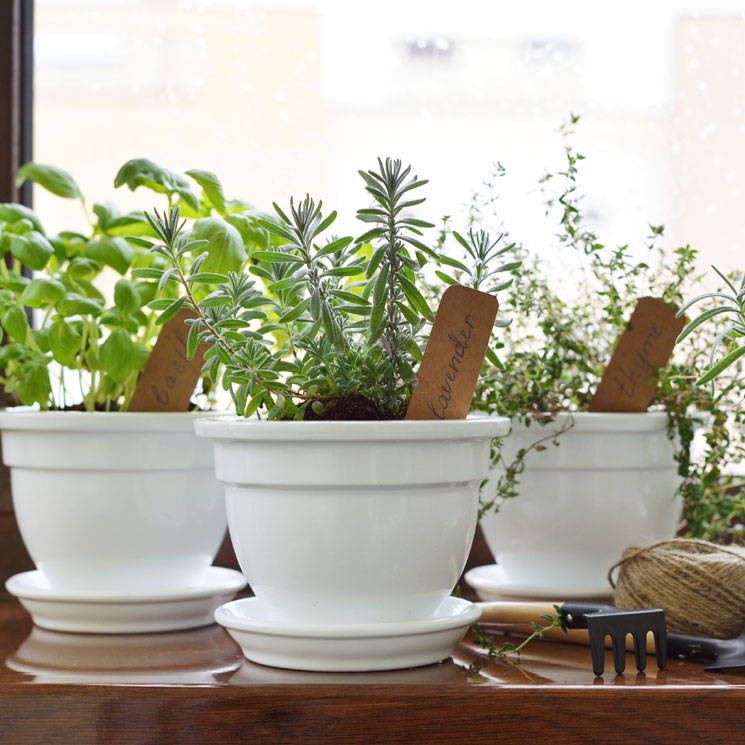 10 plantas aromáticas que perfumarán tu casa y puedes cultivar en interior