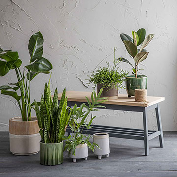 Sabes cuáles son las mejores macetas para tus plantas? Foto