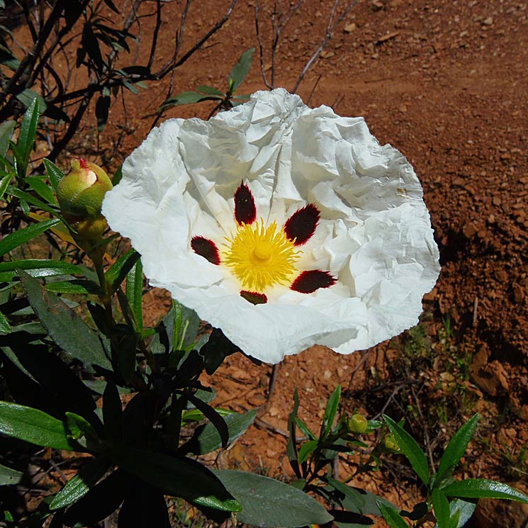 Cuidados de la jara, un arbusto perfecto para tu jardín Foto 1