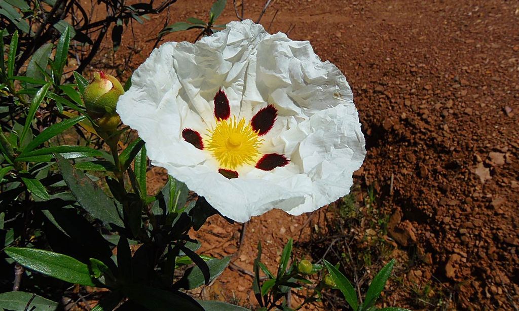 Cuidados de la jara, un arbusto perfecto para tu jardín Foto 1 Cuidados de la jara, un arbusto perfecto para tu jardín Foto 1