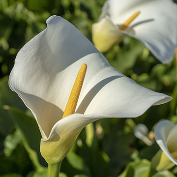 Cómo cultivar la cala en el jardín o en maceta - Foto 1