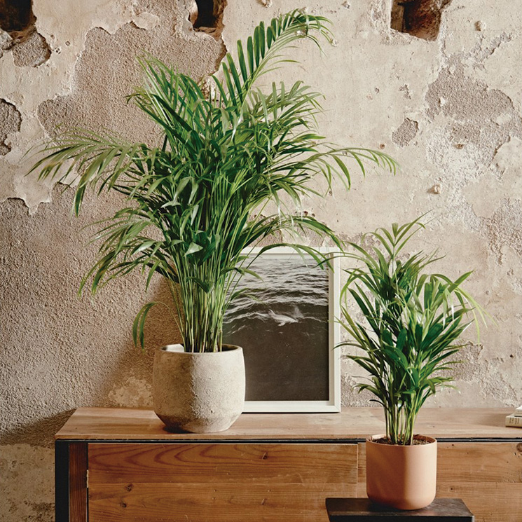 'Chamaedorea elegans' o palmera de salón: cómo cuidarla para que alegre tu casa