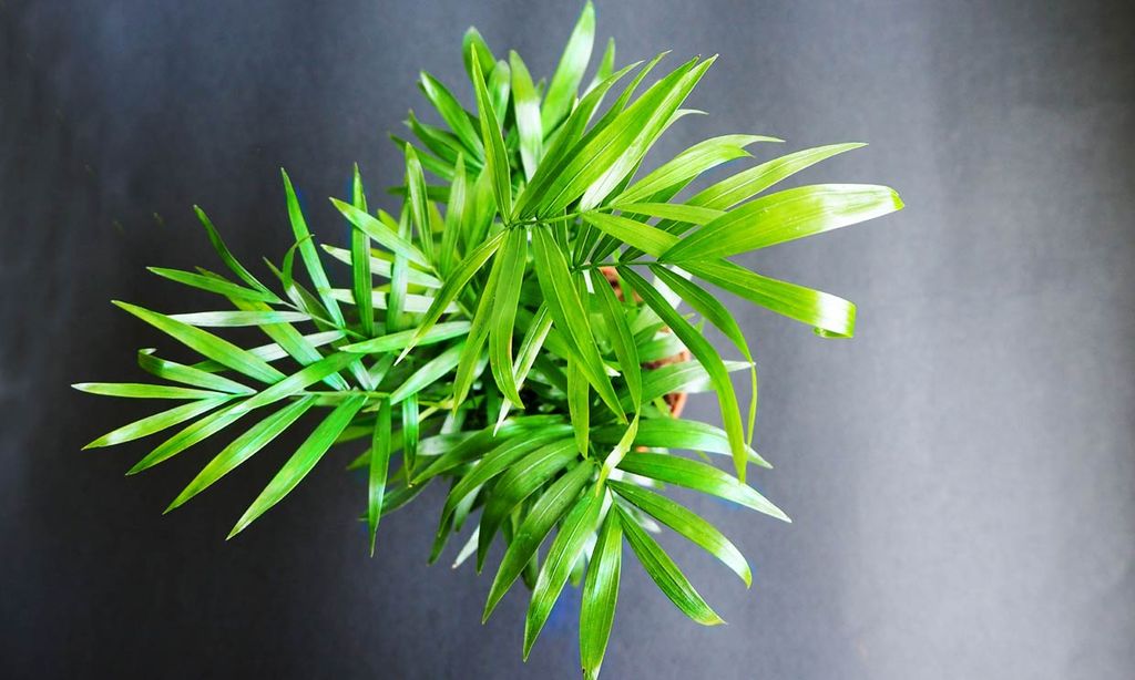 'Chamaedorea elegans' o palmera de salón: cómo cuidarla para que alegre tu casa