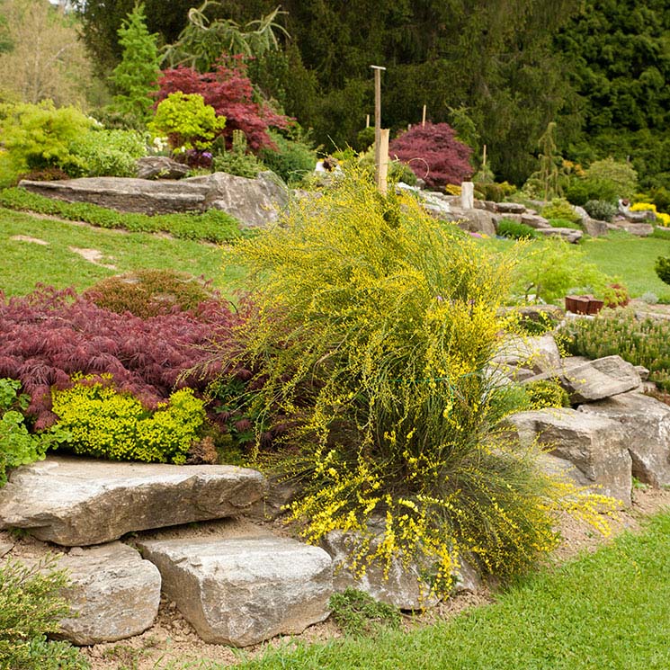 ¿Sabes cómo crear un jardín de rocalla?