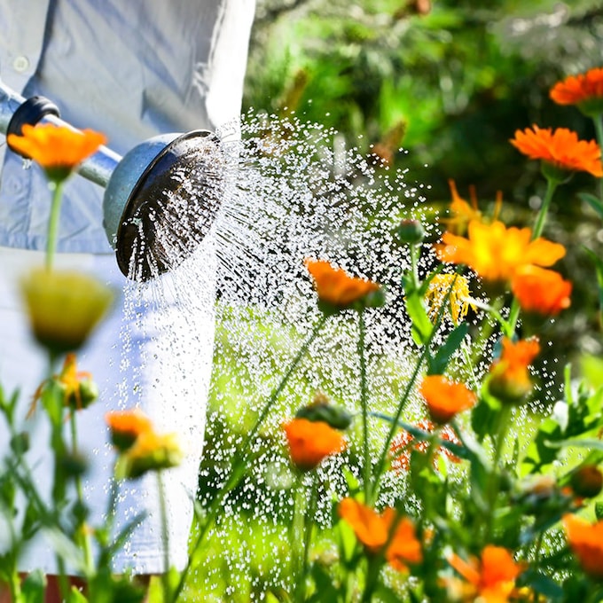 Cómo solucionar el exceso de riego en el jardín. ¡Salva tus plantas!