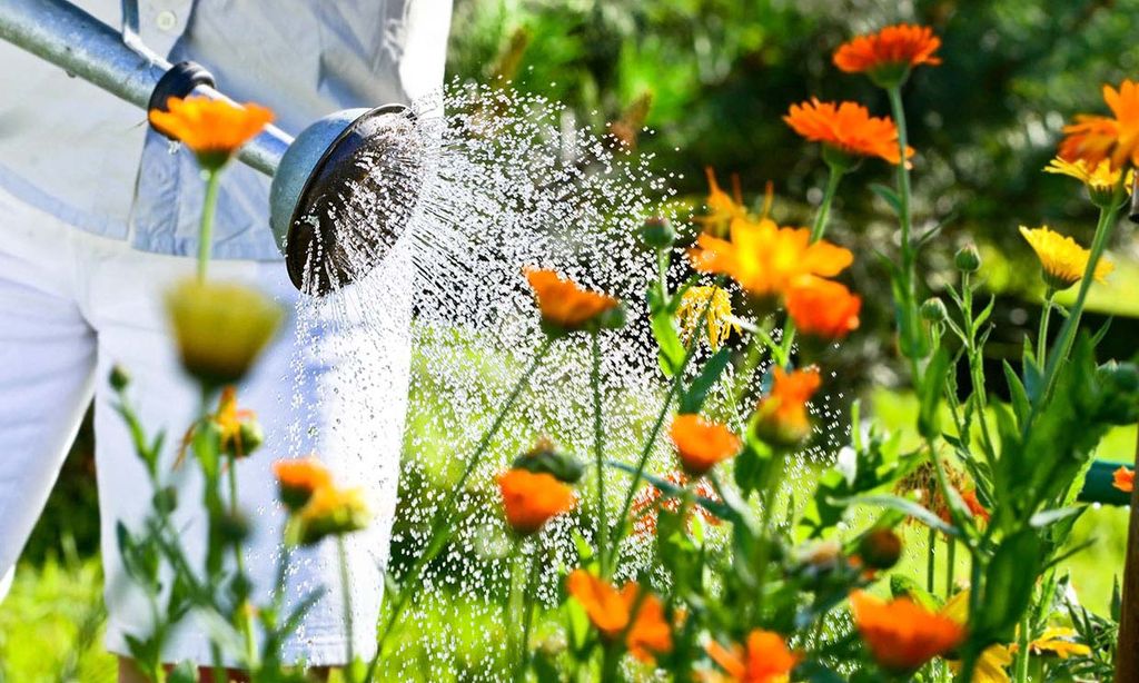 Cómo solucionar el exceso de riego en el jardín. ¡Salva tus plantas!