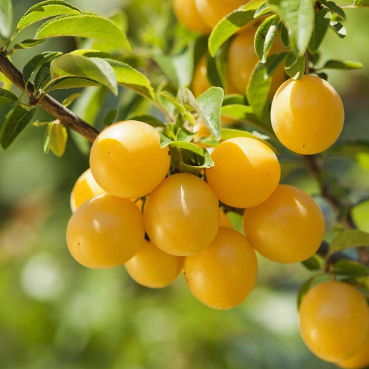 Una guía con el calendario de siembra de árboles frutales para tu jardín