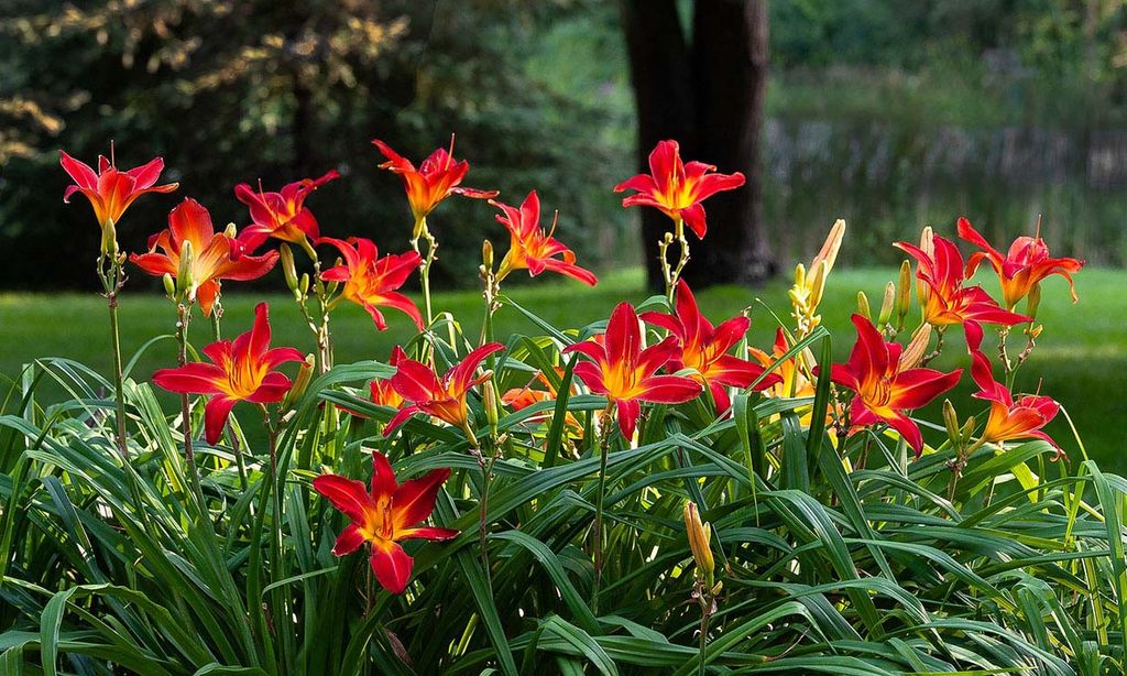 Hemerocallis o lirio de San Juan, una explosión de color para tu jardín