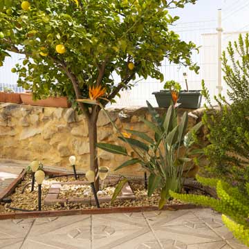 terrorista capoc patrocinado Árboles frutales para cultivar en tu terraza o jardín - Foto 1