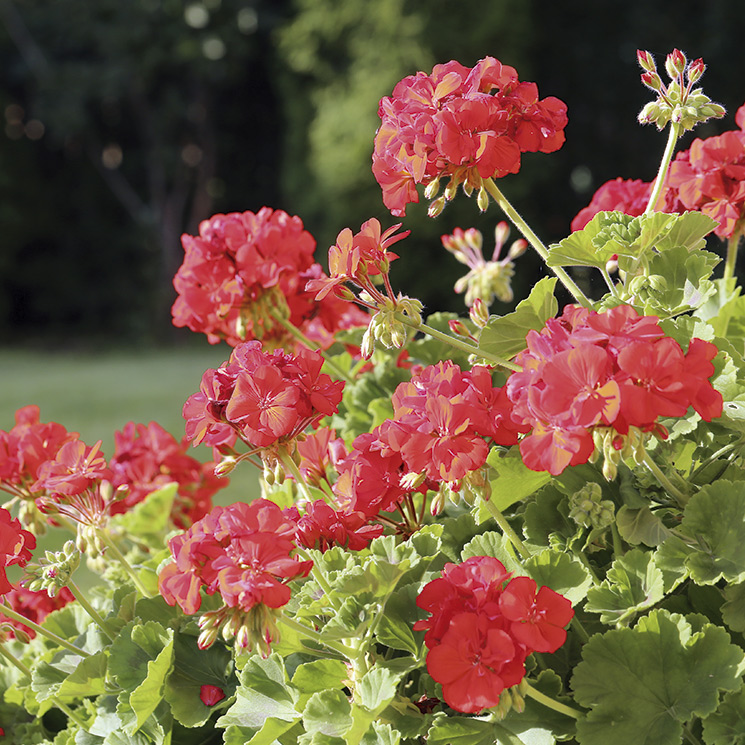 Cuidados básicos de los geranios para llenar de color tu jardín