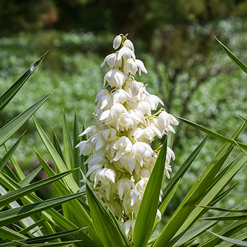Cómo puedes cultivar la yuca en el jardín o en el interior de casa - Foto 1