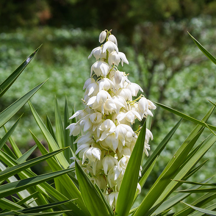 Te contamos cómo puedes cultivar la yuca en el jardín o en el interior de casa