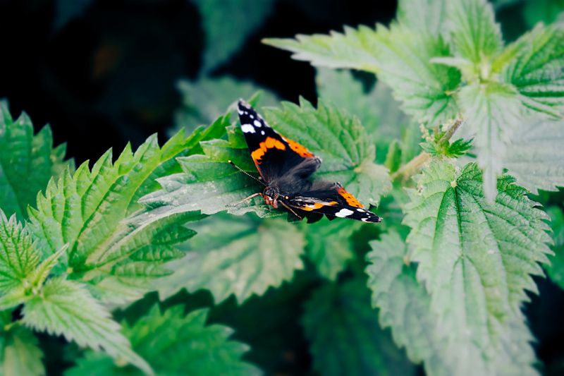 Ortiga sobre la que posa una mariposa