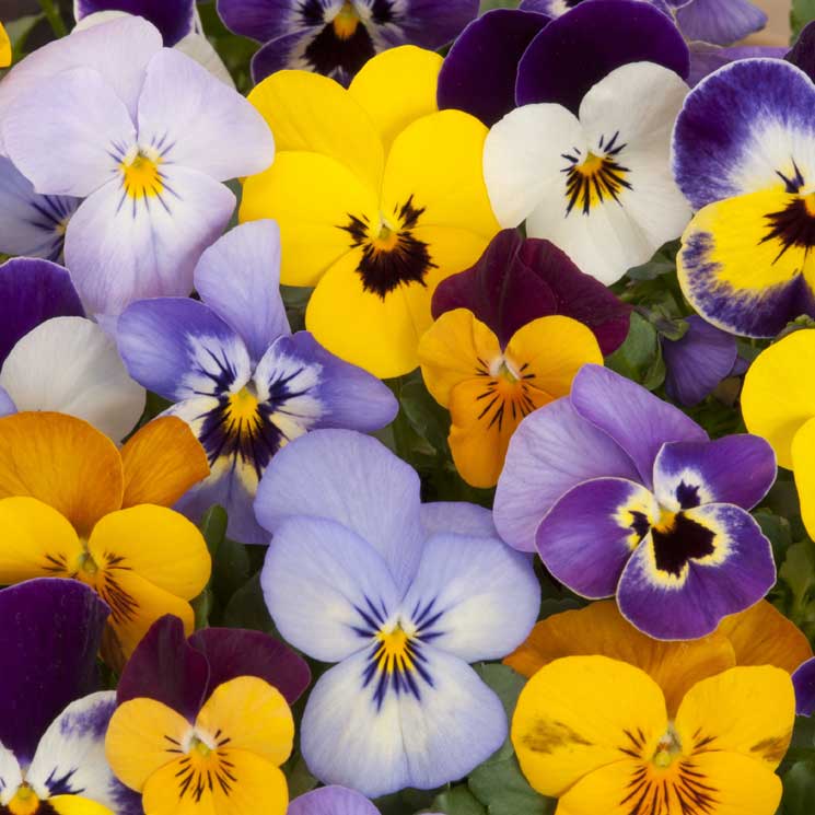 Los pensamientos, flores de invierno que llenarán de color tu jardín