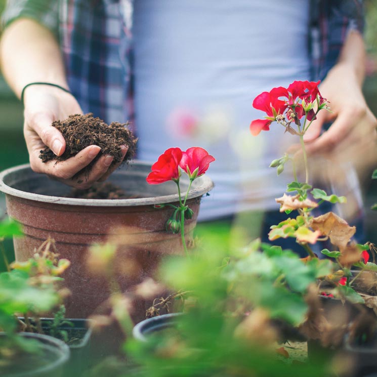 ¿Sabes cómo elegir el mejor sustrato para tus plantas?