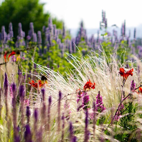 Jardines 'new perennial': tan bellos y libres como la naturaleza