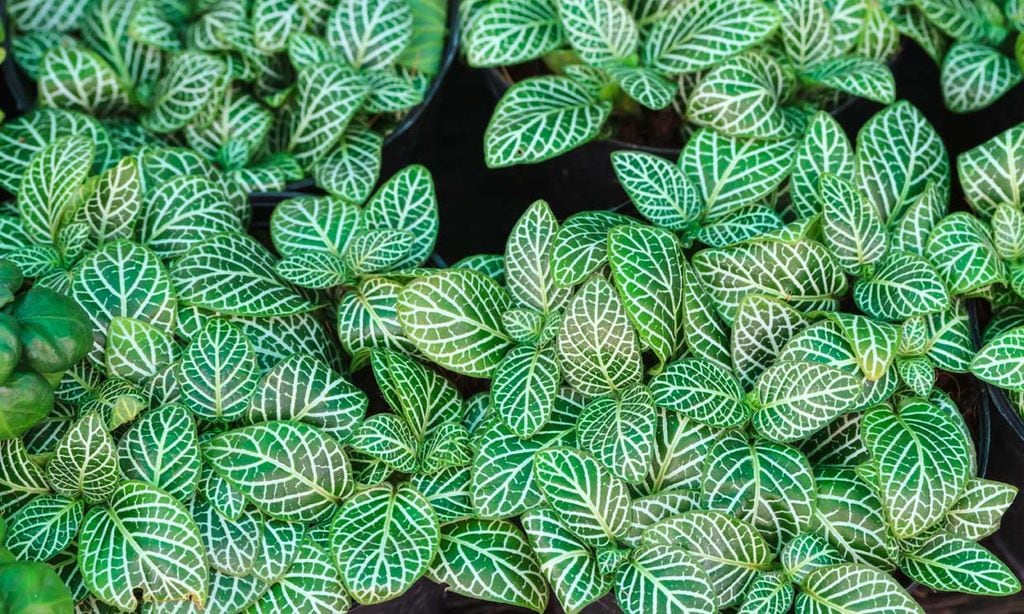 Descubre cómo cultivar la fitonia, una planta de origen tropical de gran atractivo ornamental