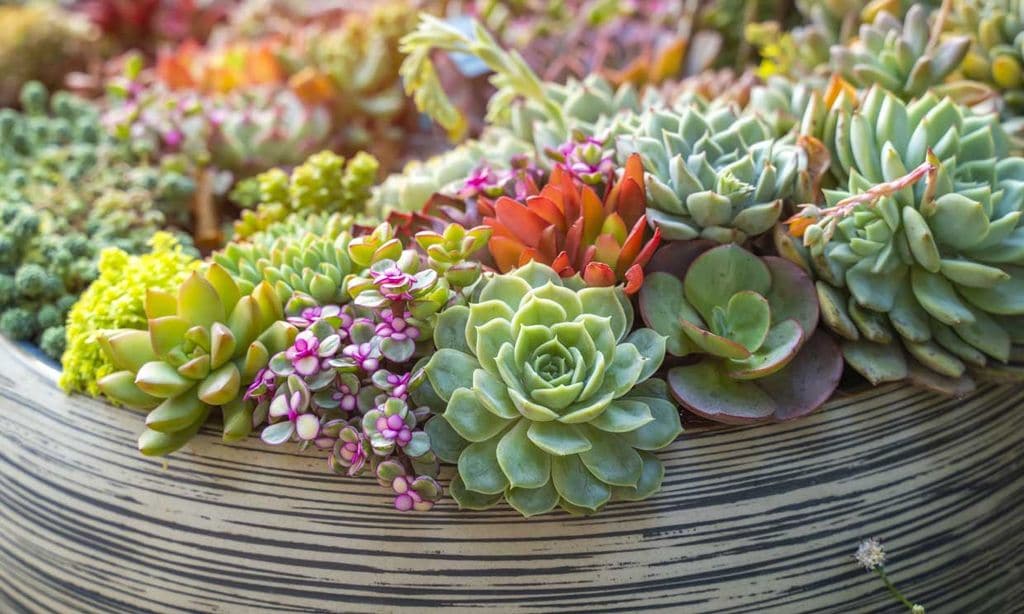 Echeverias, preciosas suculentas, muy resistentes y fáciles de cultivar