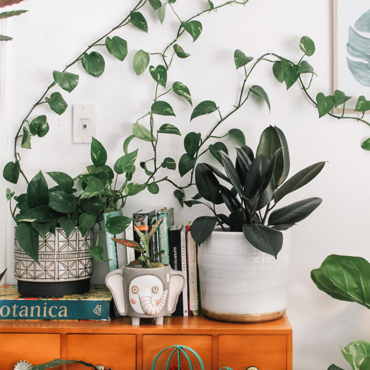 Las plantas trepadoras que mejor se adaptan a las estancias de tu casa