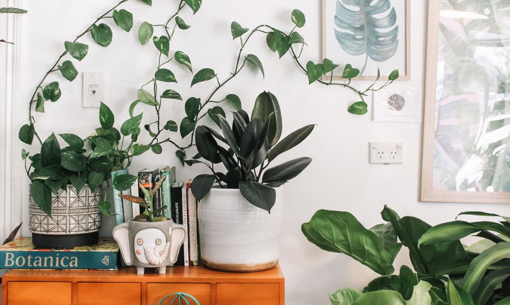 Las plantas trepadoras que mejor se adaptan a las estancias de tu casa