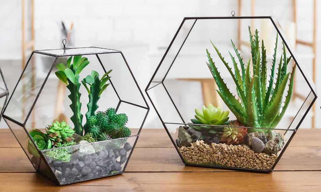 Terrarios de plantas, ese toque verde que necesita tu casa