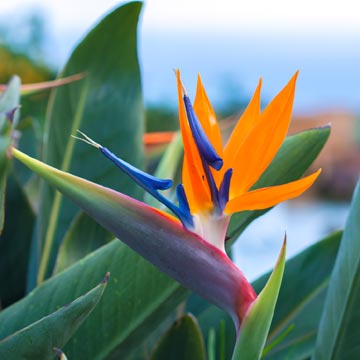 Estos son los cuidados que debes darle a la strelitzia - Foto 1