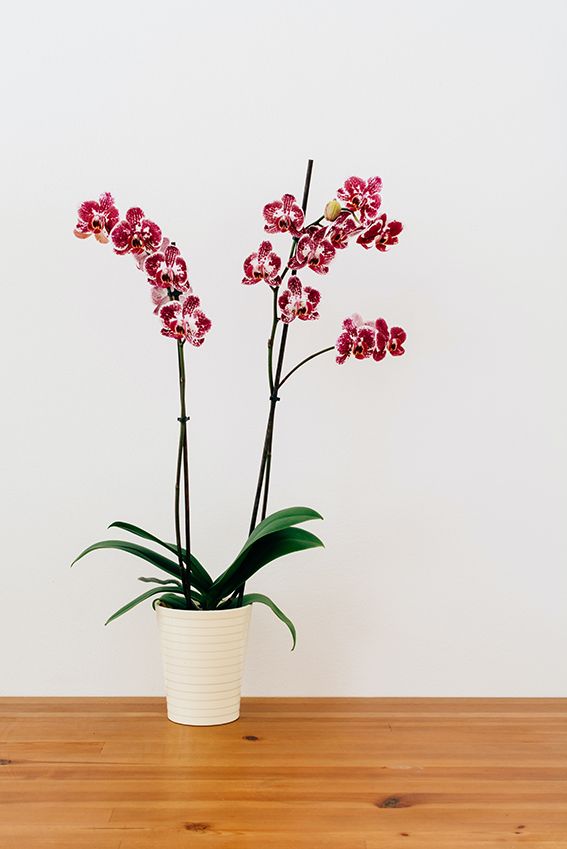 Cómo revivir una orquídea marchita - Foto 1