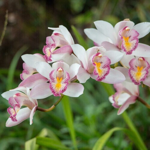 Así puedes recuperar una orquídea que se ha marchitado