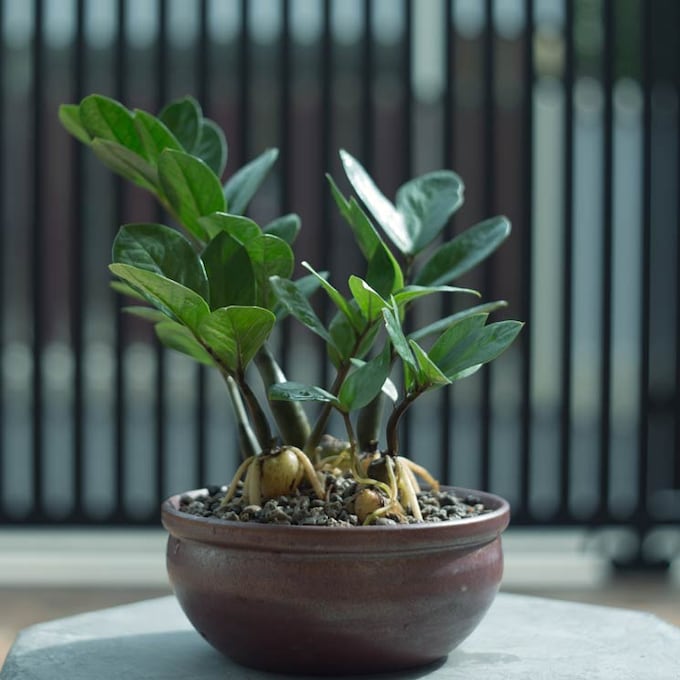 La zamioculca, una planta de interior todoterreno para decorar tu casa