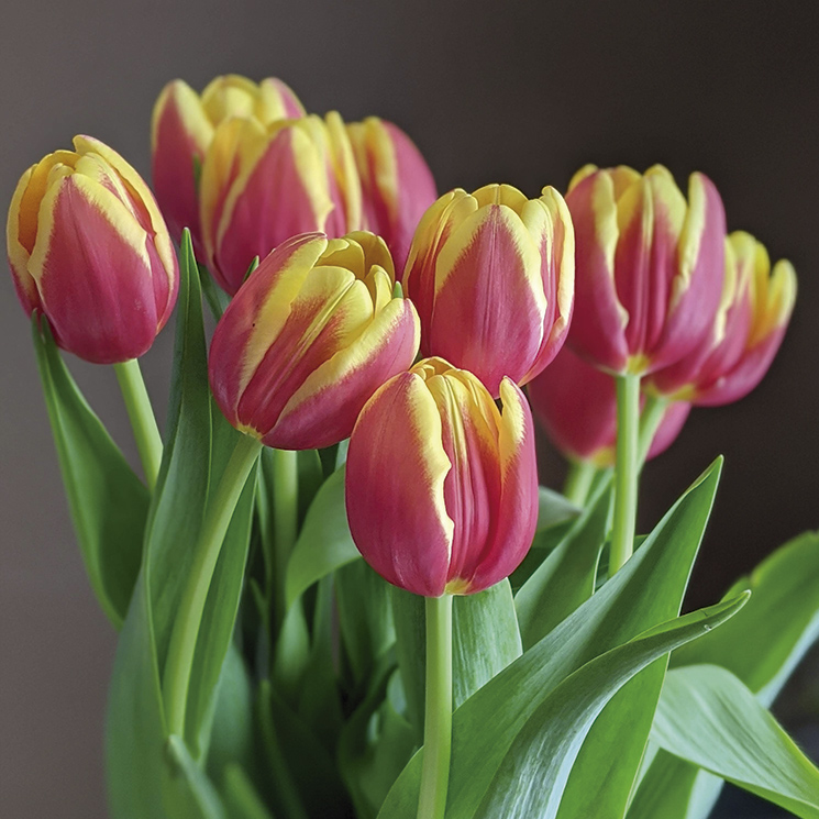Cómo cultivar tulipanes: una planta con una floración espectacular