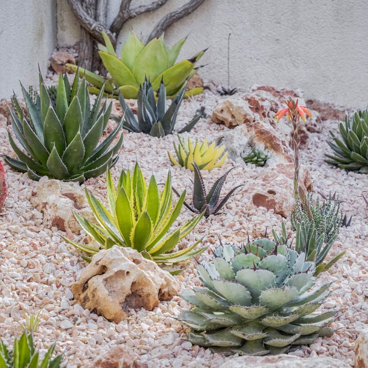 Ágaves, plantas muy resistentes ideales para dar un toque exótico a la decoración