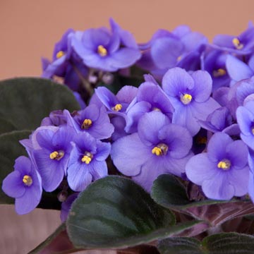 Cómo cuidar y cultivar la violeta africana para que dé flores todo el año -  Foto 1