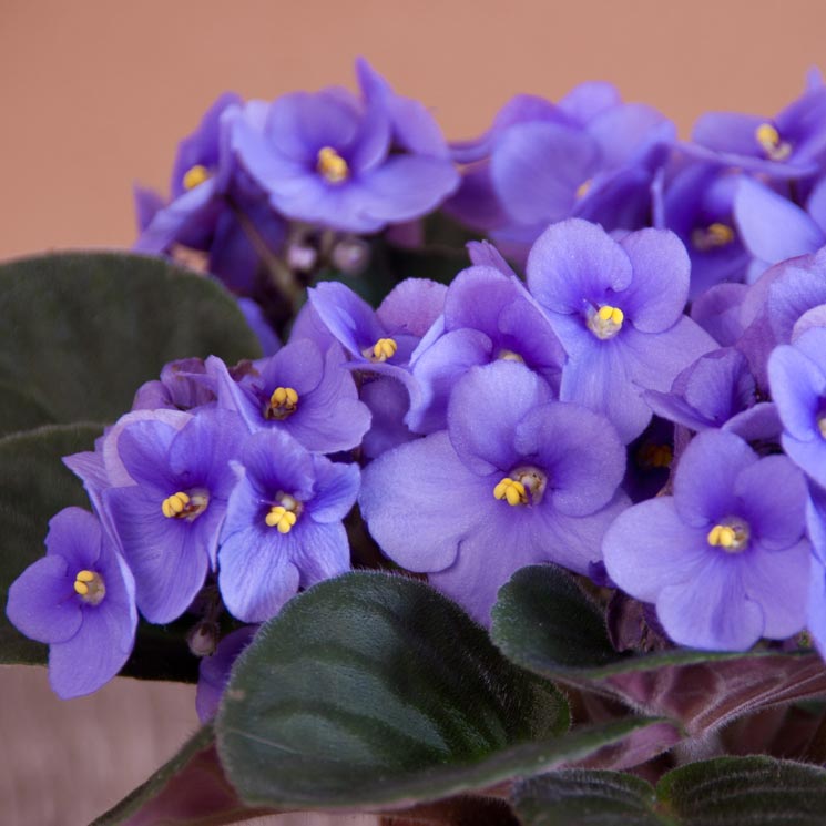 ¿Sabes cómo cuidar la violeta africana para que dé flores todo el año?