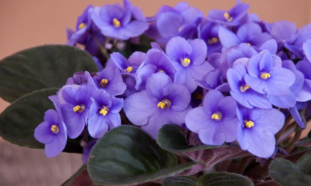 Plantas que puedes tener en casa sin miedo a que se te mueran 7 Merca2.es violeta africana t Merca2.es