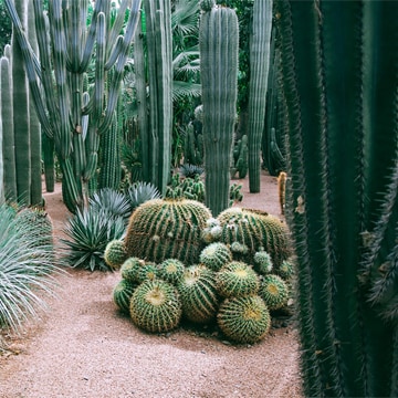 popular Favor Deportes Así se diseña un jardín de cactus, un plus en tu decoración exterior - Foto  1