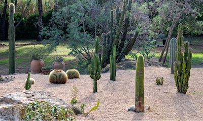 El diseño de un jardín de cactus no tendrá secretos para ti