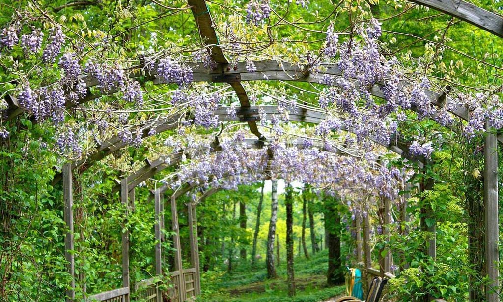 Plantas enredaderas y trepadoras para decorar con acierto el jardín