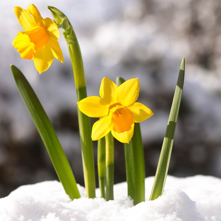 8 plantas de exterior que aguantan bien el invierno en tu terraza o jardín