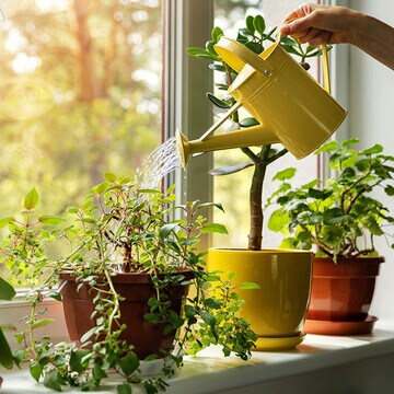 8 síntomas que te avisan de que tus plantas no están sanas